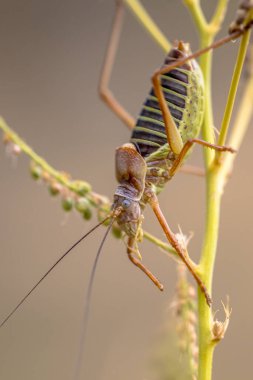 Meşhur Ephippiger kriketi (Ephippiger ephippiger). Bu ayırt edici çekirge Britanya adaları hariç tüm Avrupa 'da bulunur. Biyolojik haşere kontrol kovucu olarak bilinir..