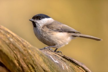 Willow tit (Poecile montanus). Songbird perched on branch against blurred colorful background. Wildlife in nature. Bird in the garden. Netherlands