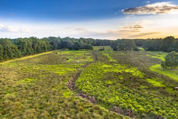 荷兰德拉斯省Gees附近Geeserstroom河谷湿地景观的空中景观 — 图库照片