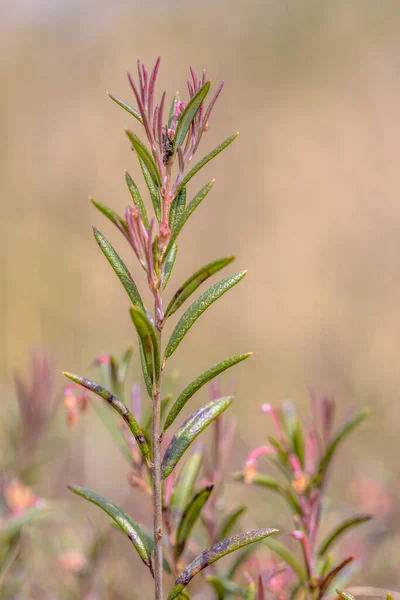 Bog Rozmaring Andromeda Polifolia Ritka Hanga Fajok Közelkép Heathland Növényről — Stock Fotó