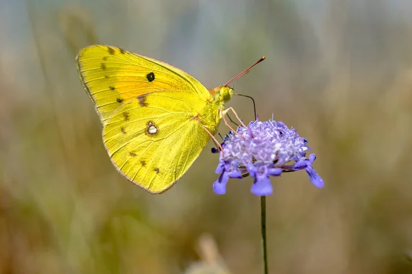 多云的黄色蝴蝶 Colias Croceus 在绿色背景的花朵花蜜上飞舞 大自然中的野生动物场景 — 图库照片