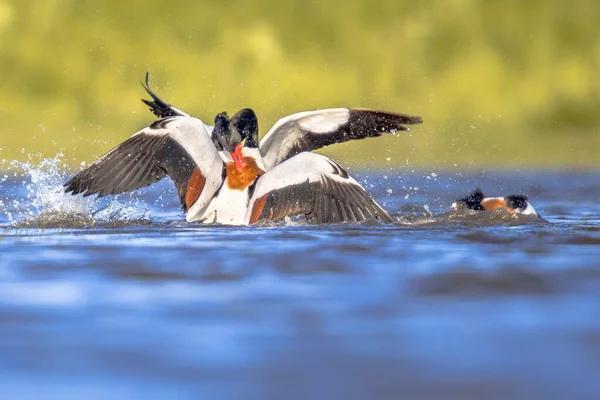 Wasservogelmännchen Tadorna Tadorna Kämpfen Einem Feuchtgebiet Wattenmeer Den Niederlanden Tierwelt — Stockfoto