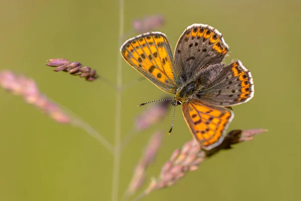 Европейские Бабочки Sooty Copper Lycaena Tityrus Размытым Фоном Красивые Боке — стоковое фото