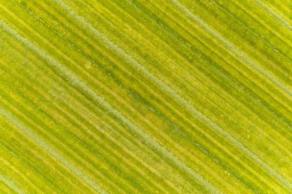 Prairies Agricoles Vertes Fraîches Fauchées Sous Ciel Nuageux Été Type — Photo
