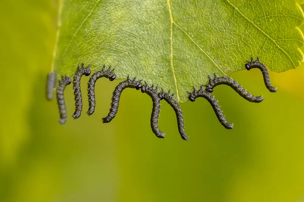 Group Caterpillars Eating Leaf Simultaniously Business Concept Teamwork — Stock Photo, Image