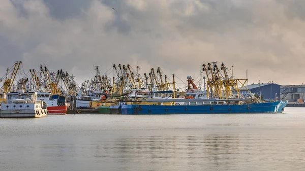 Lauwersoog Harbours One Biggest Fishing Fleets Netherlands Fishery Concentrates Mainly — Stock Photo, Image