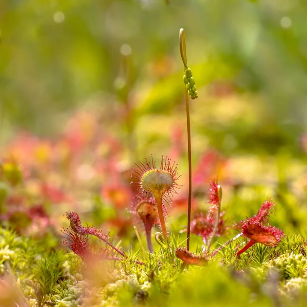 Sundew Folhas Redondas Drosera Rotundifolia Crescendo Musgo Sobre Fundo Verde — Fotografia de Stock