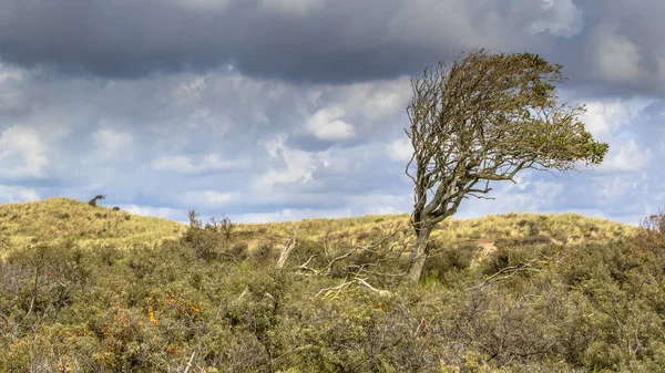 Árvore Espancada Por Vento Nas Dunas Holanda Norte Cenário Paisagístico — Fotografia de Stock