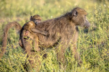 Chacma babunu (Papio ursinus) Güney Afrika 'da Kruger Ulusal Parkı' nda oturan küçük çocuklu anne