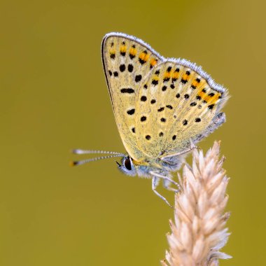 Avrupa Kelebeği Sooty Copper (Lycaena tityrus) bulanık arka plan, güzel bokeh. Avrupa 'nın doğal ortamında kelebek.