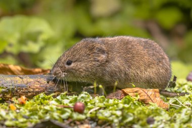 Tarla faresi veya kısa kuyruklu tarla faresi (Microtus agrestis) doğal yaşam alanı yeşil orman ortamında yürür.