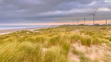 Hollanda 'nın Noord Hollanda Eyaleti' nde, Wijk aan Zee yakınlarında, kuzey deniz kıyısındaki kum tepeciklerinin manzarası. Avrupa doğasının manzara manzarası.
