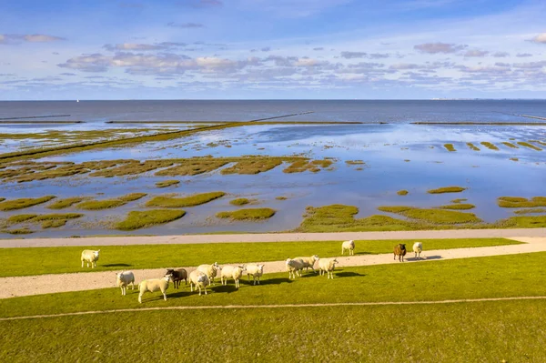 Vue Aérienne Pâturage Des Moutons Sur Digue Marine Dans Parc — Photo