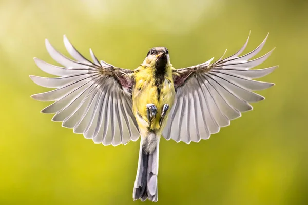 Bird Flight Great Tit Parus Major Frontal View Just Landing — Stockfoto