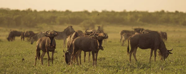 Common Wildebeest Brindled Gnu Connochaetes Taurinus Herd Grazing Sunset River — Stock Photo, Image