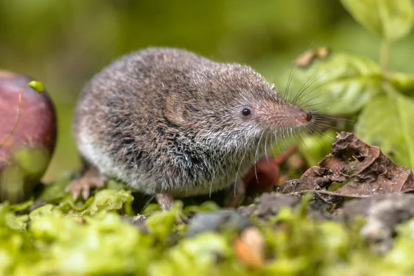 ユーラシアのピグミーショー ソレックス分 自然生息地でマウス これは世界で最も小さな哺乳類の一つです — ストック写真