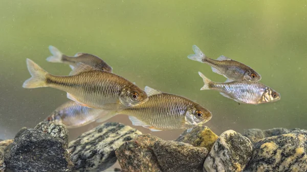 ヨーロッパの苦い ロデウス アマラス 野生の魚の浅瀬は静かな背景に自然の環境で水中で泳いでいます オランダ — ストック写真