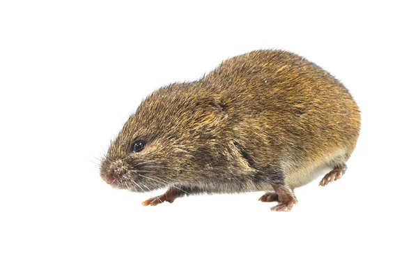 田鼠或短尾鼠 Microtus Agrestis 白色背景的褐色毛皮的小田鼠 — 图库照片