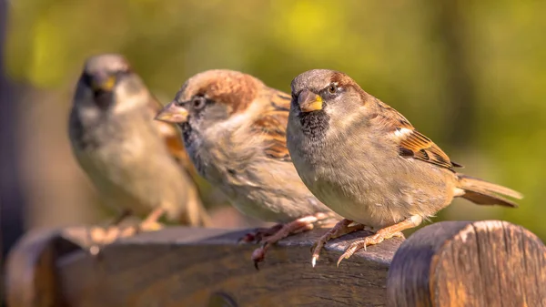 Grupul House Sparrow Passer Domesticus Spatele Unui Scaun Terasă — Fotografie, imagine de stoc