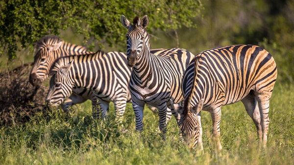 Four Common Zebra (Equus quagga) in Kruger national park South Africa