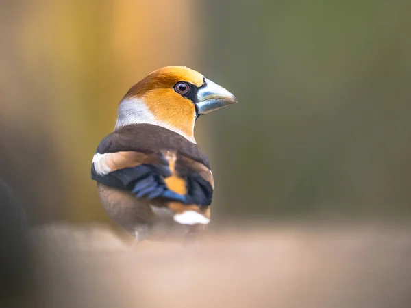 Coccothraustes Cothraustes 노래를 부르는 수컷으로 배경에 위에서 먹이를 부리가 오렌지색 — 스톡 사진