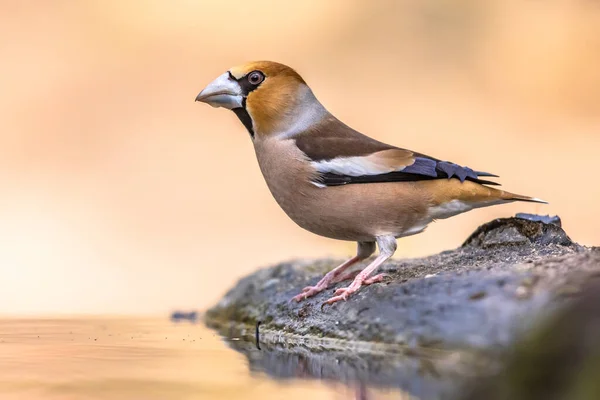 Hawfinch Coccothraustes Coccothraustes Male Bird Great Colorful Songbird Animal Drinking — Stock Photo, Image