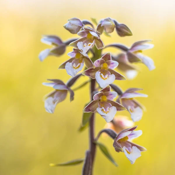 Marsh Helleborine Epipactis Palustris Orchideenblüten Mit Leuchtend Gelbem Hintergrund — Stockfoto