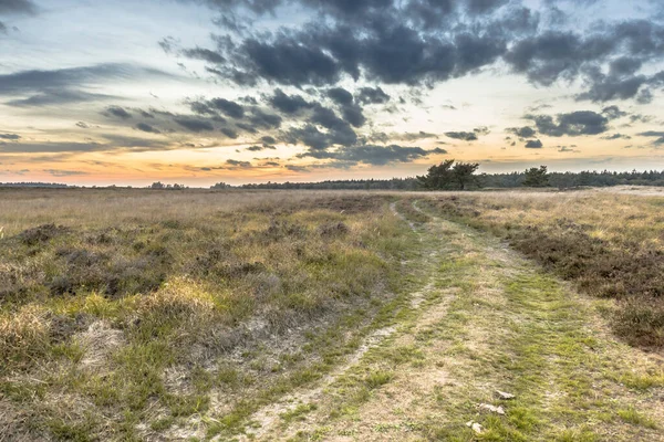 Natürliche Heidelandschaft Bei Hijken Der Provinz Drenthe Einem Schönen Sommerabend — Stockfoto