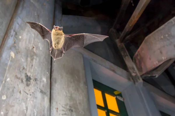 Flying Pipistrelle bat (Pipistrellus pipistrellus) action shot of hunting animal on wooden attic of city church. This species is know for roosting and living in urban areas in Europe and Asia.