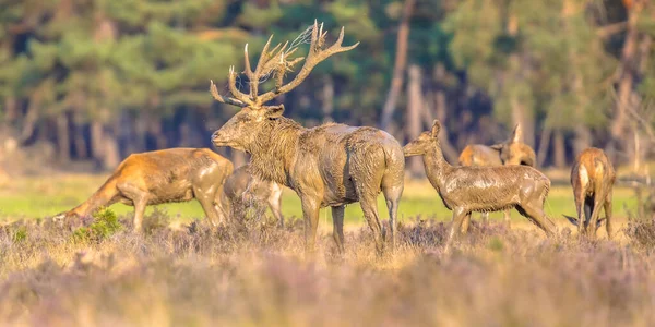 秋のルーティングシーズン中に赤い鹿 Cervus Elaphus オランダのVeluwe ヨーロッパの自然の野生動物のシーン — ストック写真