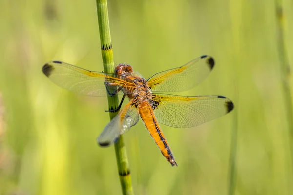 斑斑猎手 Libellula Fulva 雄蜂栖息在深绿色背景的草茎上 — 图库照片