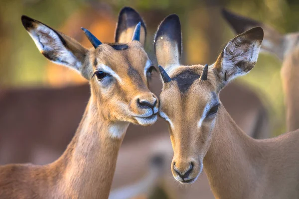 Dvě Impala Aepyceros Melampus Dvě Zvířata Sladce Pečující Kruger National — Stock fotografie