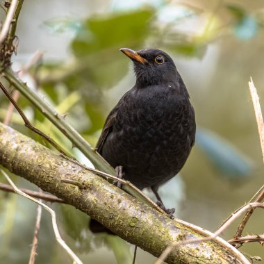 Karatavuk (Turdus merula). Avrupa 'nın en tanıdık kuşlarından biri parklarda ve bahçelerinde. Erkek kuş ağaçtaki dala tünemiş ve yiyecek arıyordu. Doğadaki vahşi yaşam. Hollanda