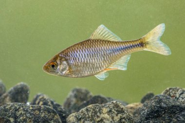 Avrupabitterling (Rhodeus amarus) sakin arka planda doğal ortamda su altında yüzen vahşi balıklar. Hollanda,
