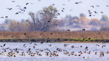 Flock of migrating birds northern lapwing (Vanellus vanellus) taking off from feeding habitat in Lauwersmeer. Wildlife scene in nature of Europe.Netherlands.
