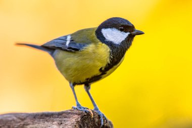 Great tit (Parus major) garden bird perched on branch with beautiful autumn background. Little songbird in nature forest habitat, Wildlife scene from nature. clipart