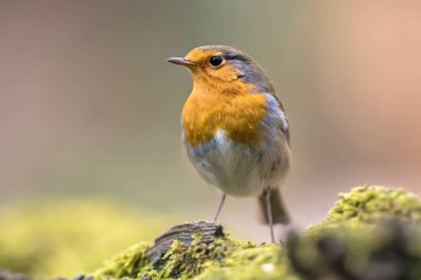 Kırmızı bülbül (Erithacus rubecula) parlak arka planda, ekolojik bir bahçede yiyecek arayan kuş. Bu kuş bahçe işleri sırasında düzenli bir yoldaştır. Doğadaki vahşi yaşam. Hollanda.