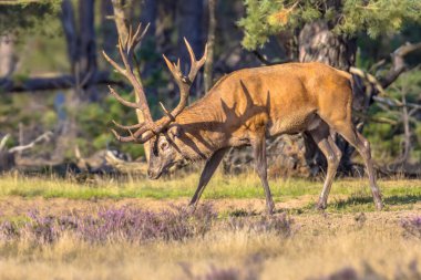 Hollanda 'nın Veluwe kentinde sonbaharda çiftleşme mevsiminde erkek kızıl geyik (Cervus elaphus). Avrupa 'da vahşi yaşam sahnesi.