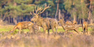 Kızıl geyik (Cervus elaphus), Hollanda 'nın Veluwe kentinde sonbaharda çiftleşme mevsiminde. Avrupa 'da vahşi yaşam sahnesi.