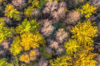 Sonbahar ormanının yukarıdan görünüşü. Rengarenk karaçam, meşe ve kayın ağacı yaprakları. Veluwe, Gelderland Eyaleti, Hollanda. Avrupa 'da sonbahar sahnesi.