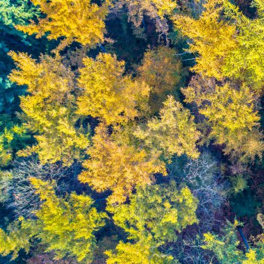Sonbahar ormanının yukarıdan görünüşü. Rengarenk karaçam, meşe ve kayın ağacı yaprakları. Veluwe, Gelderland Eyaleti, Hollanda. Avrupa 'da sonbahar sahnesi.