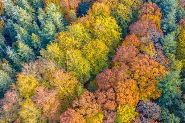 Vue Aérienne Haut Vers Bas Forêt Mixte Couleurs Automne Gasselte — Photo