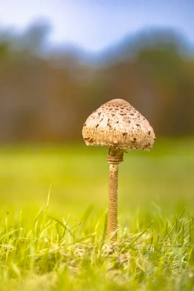 Grzyb Parasolowy Macrolepiota Procera Kolorowych Łąkach Październik Niemcy Scena Plenerowa — Zdjęcie stockowe