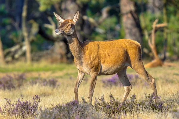 Veado Vermelho Fêmea Cervus Elaphus Durante Época Rutting Outono Veluwe — Fotografia de Stock