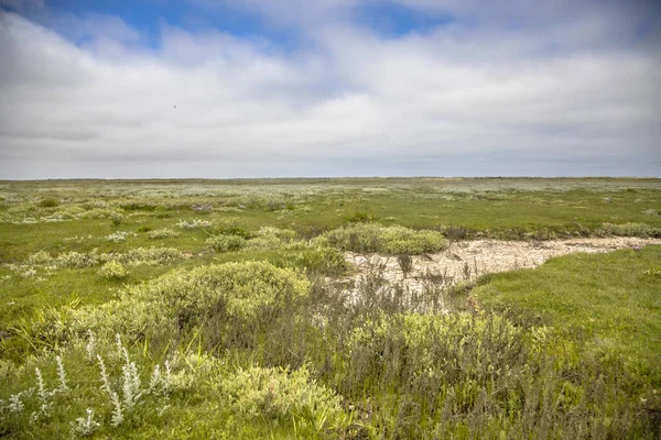 Tidal Marshland Com Sistema Drenagem Natural Sinuosa Ilha Ameland Frísia — Fotografia de Stock