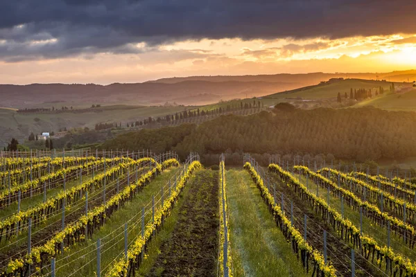 Wijngaard Mistige Heuvels Van Asciano Chiusure Toscane Italië April — Stockfoto