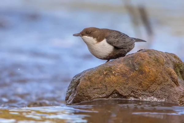 White-throated dipper (cinclus cinclus) aquatic bird foraging in fast flowing water of a creek in natural habitat. The dipper is searching for food below the water level. Wildlife scene in nature.