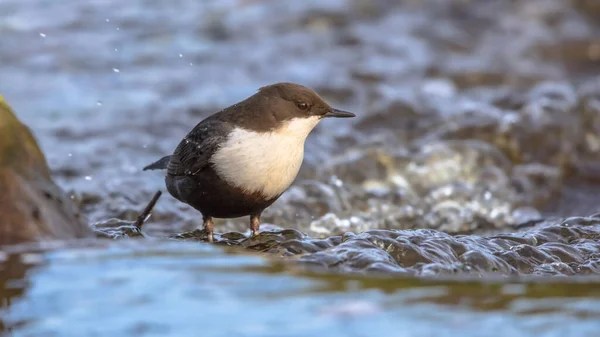 White-throated dipper (cinclus cinclus) aquatic bird foraging in fast flowing water of a creek in natural habitat. The dipper is searching for food below the water level. Wildlife scene in nature.