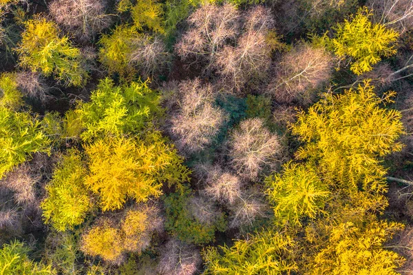 Сверху Вниз Воздуха Открывается Вид Осенний Лес Красочной Осенней Лиственницей — стоковое фото