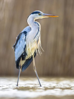 Gri balıkçıl (Ardea cinerea) Csaj Gölü, Kiskunsagi Ulusal Parkı, Pusztaszer, Macaristan 'da avlanır. Şubat. Çoğunlukla su canlılarıyla beslenir..